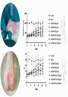 Matrix metalloproteinase inhibitor-loaded extracellular matrix macromolecules enhance cartilage regeneration and inhibit degener